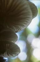 funghi, valle di Luxulyan, Cornovaglia