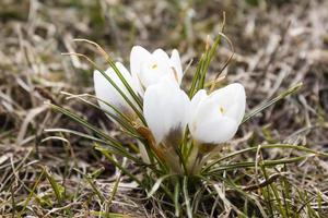 fiori bianchi di zafferano foto