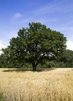 quercia solitaria, primo piano foto