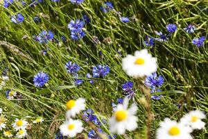 fiori di margherita. estate foto