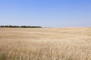 campo agricolo con grano foto