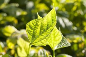 foglia verde, primo piano foto