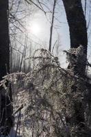 alberi innevati in inverno foto