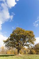 natura nella stagione autunnale foto