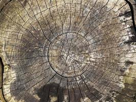 vecchio tronco d'albero foto