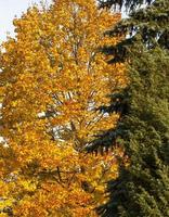 foresta d'autunno, primo piano foto