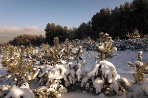 alberi di pino in inverno foto