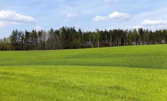 agricoltura. cereali. molla foto