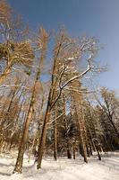 alberi in inverno foto