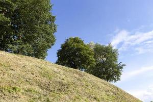 alberi che crescono su una collina con fogliame verde foto