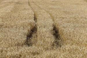 campo di cereali in estate foto