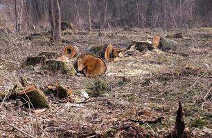 alberi di srubleenny da vicino foto