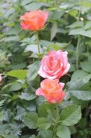 rose rosa foto
