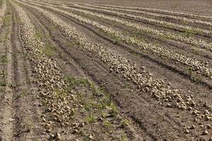 raccolta campo di cipolle foto