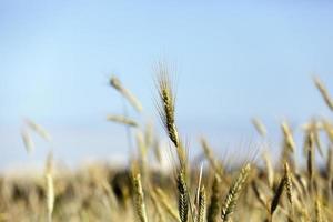 campo agricolo con cereali foto