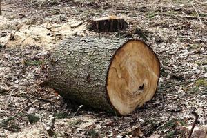 alberi di srubleenny da vicino foto