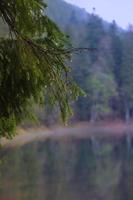 gocce di pioggia sul ramo di abete su uno sfondo di lago