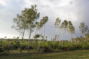 albero di betulla rotto dopo una tempesta foto