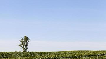 paesaggio estivo, un albero foto