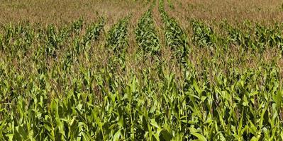 un campo di grano foto