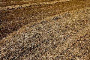 il campo dove crescono i cereali foto