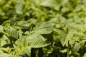 foglia di patate - fotografata da un primo piano foglie verdi di patate foto