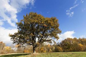 natura nella stagione autunnale foto