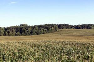 campo di grano verde foto