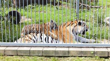 tigre e cucciolo foto