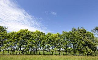 alberi del paesaggio estivo foto