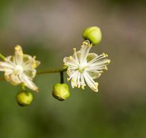 tigli in fiore foto