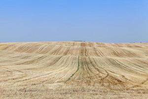 campo di grano dopo il raccolto foto