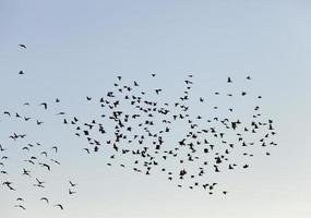 uccelli che volano nel cielo foto