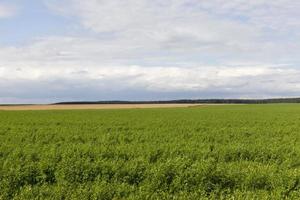 campo agricolo con piante in crescita per la raccolta di cibo foto