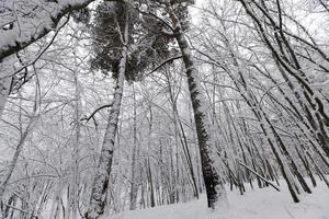 alberi che crescono nel parco ricoperti di neve e ghiaccio foto