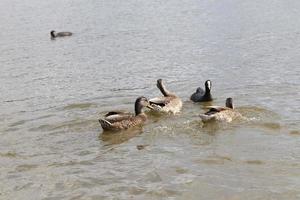 natura selvaggia con anatre di uccelli acquatici foto