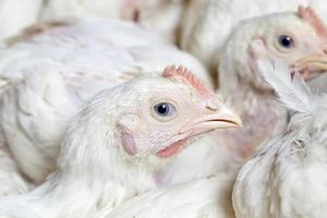 giovani polli in una fabbrica di carne di pollo foto