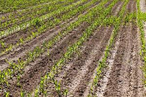 mais giovane verde su un campo agricolo nella stagione primaverile foto