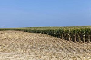 un campo agricolo dove si raccoglie il mais per nutrirsi foto