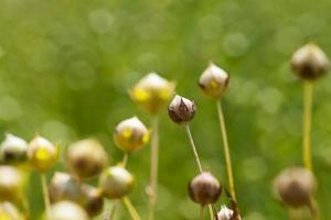 un campo agricolo dove si coltiva il lino foto