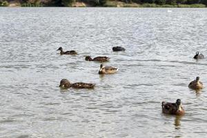 anatre selvatiche migratrici nei laghi europei foto