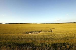 l'erba agricola cresce foto