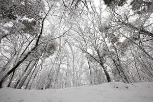 parco invernale con alberi senza fogliame foto