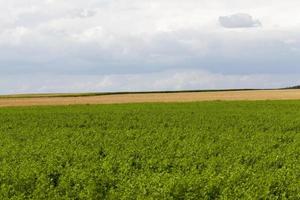 campo agricolo con piante in crescita per la raccolta di cibo foto