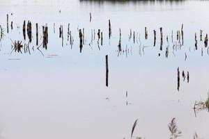 un lago con piante diverse foto