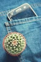 layout di concetto minimo un cactus su pantaloni jeans sfocati. foto