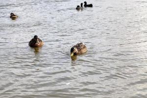 natura selvaggia con anatre di uccelli acquatici foto