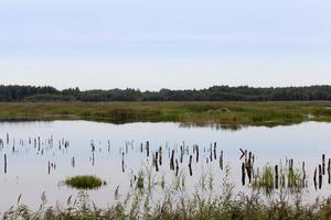 un lago con piante diverse foto