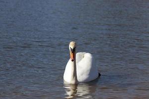 bellissimo cigno di uccelli acquatici sul lago in primavera foto