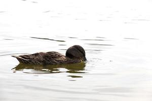 anatre di uccelli acquatici selvatici in natura foto